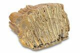 Fossil Lower M Woolly Mammoth Molar - Siberia #292764-1